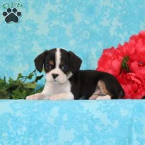 Chocolate, Boston Terrier Mix Puppy